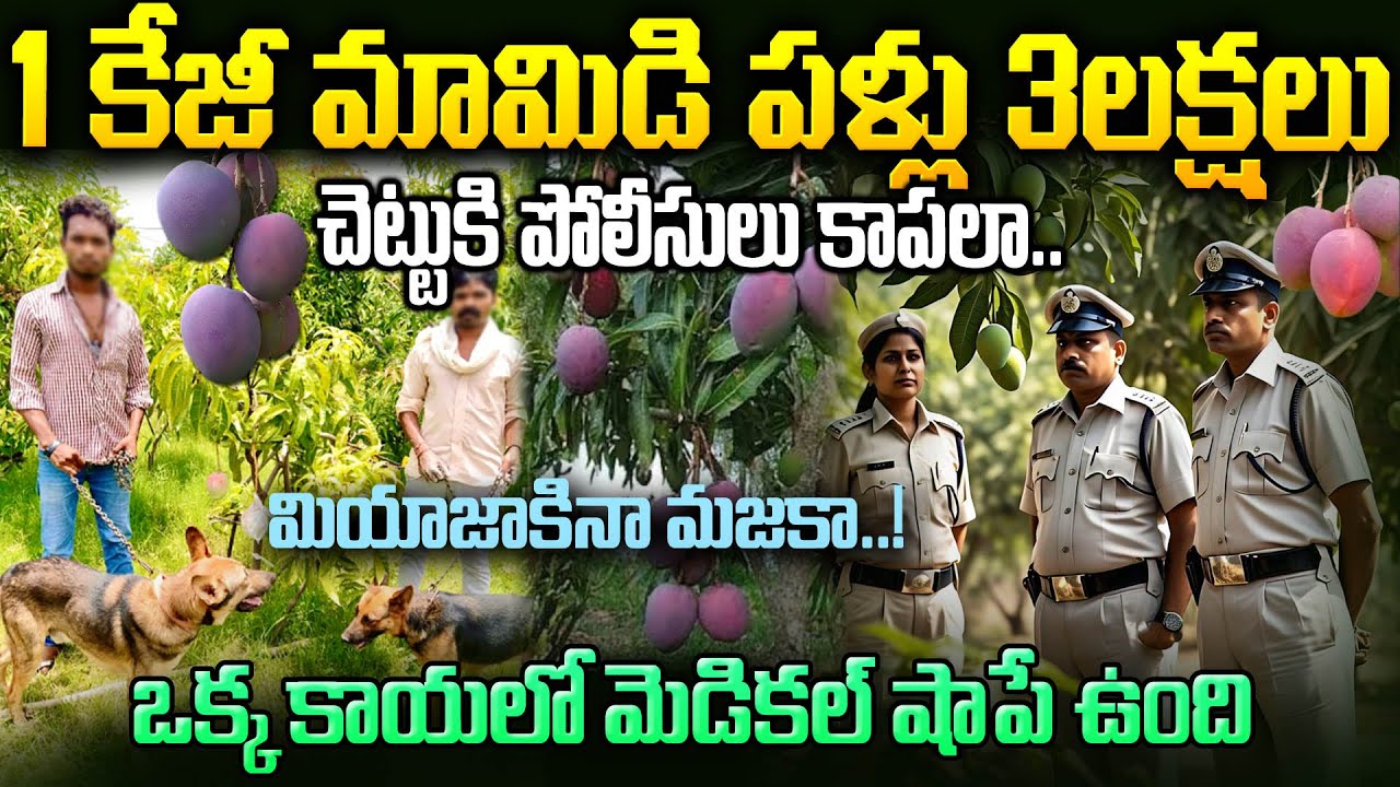 మామిడి పండులో మెడికల్ షాప్? మియాజాకి మామిడి 1KG 3లక్షలా? Buy Miyazaki Mango online Available? Venkat