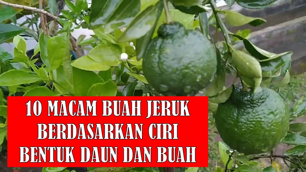 10 MACAM BUAH JERUK BERDASARKAN BENTUK DAUN DAN BUAH || CIRI-CIRI BUAH JERUK