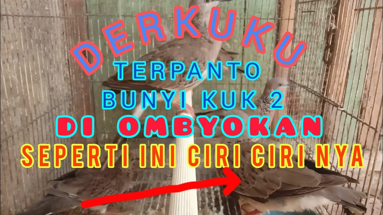 Derkuku TERPANTAU BUNYI KUK 2 DI OMBYOKAN