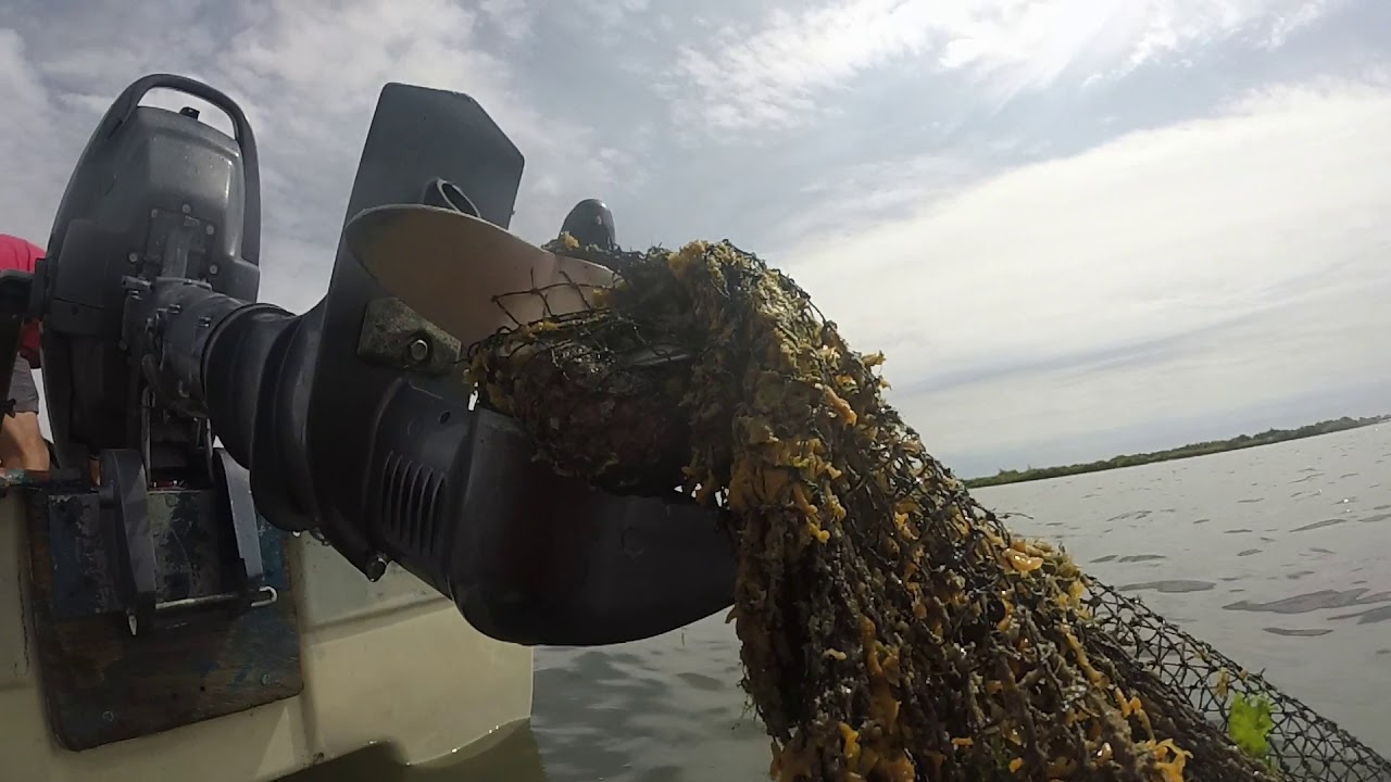 pêche du loup  en buzzing et stickbaits    août2019