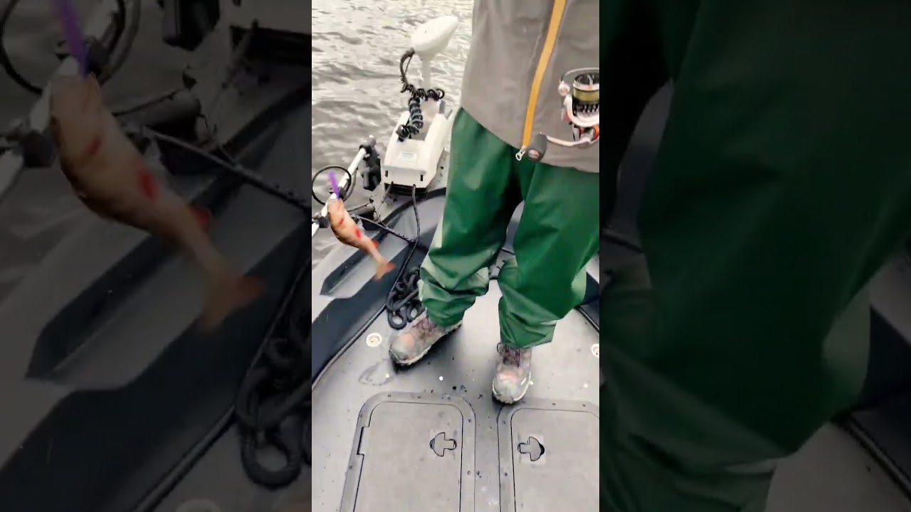 Abborfiske med G Fix leverer alltid 🔥🎣👀 #abbor #perchfishing #fiskeutstyr