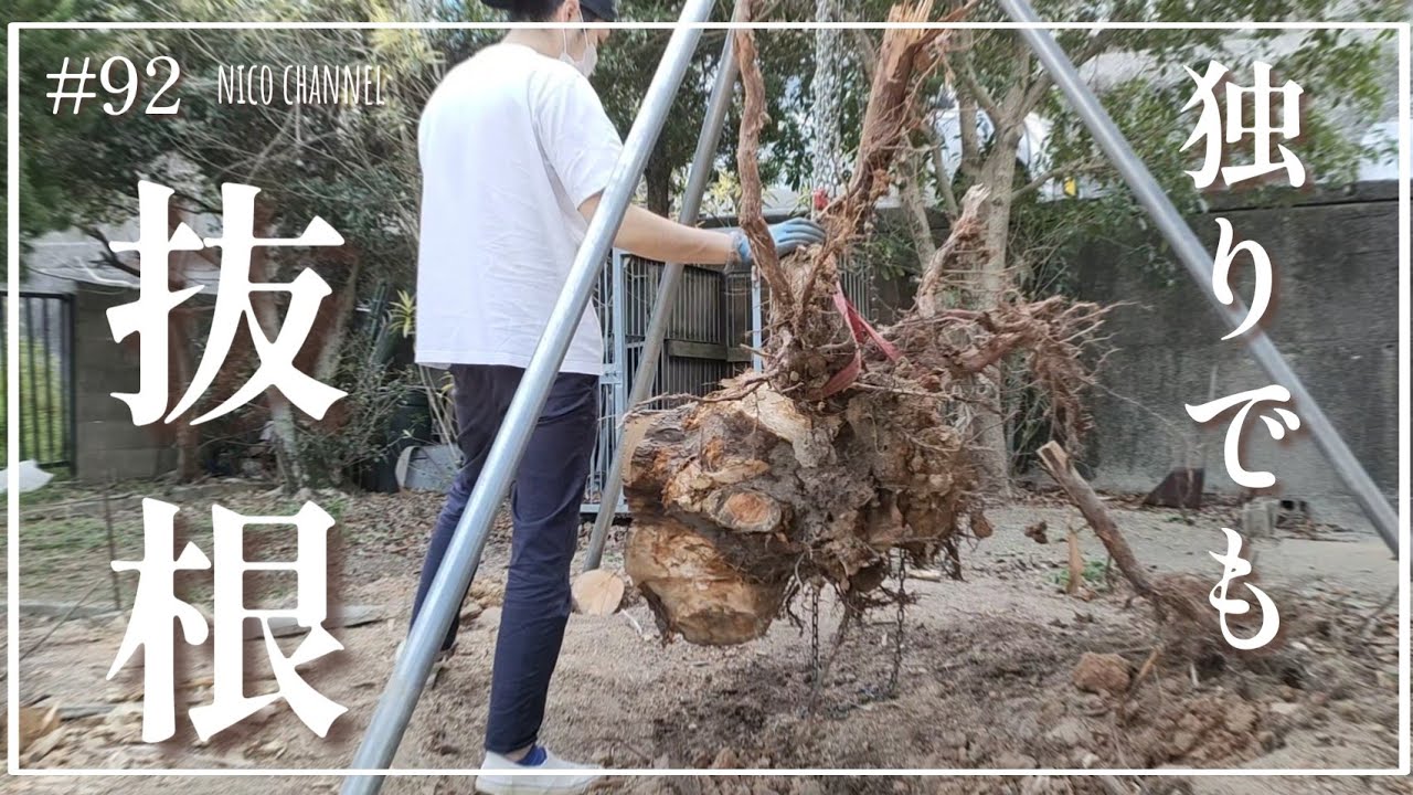 【お庭DIY】#92 掘って 切って 片付けて…でっかい根っこが抜けました｜抜根｜チェンソー｜チェーンブロック