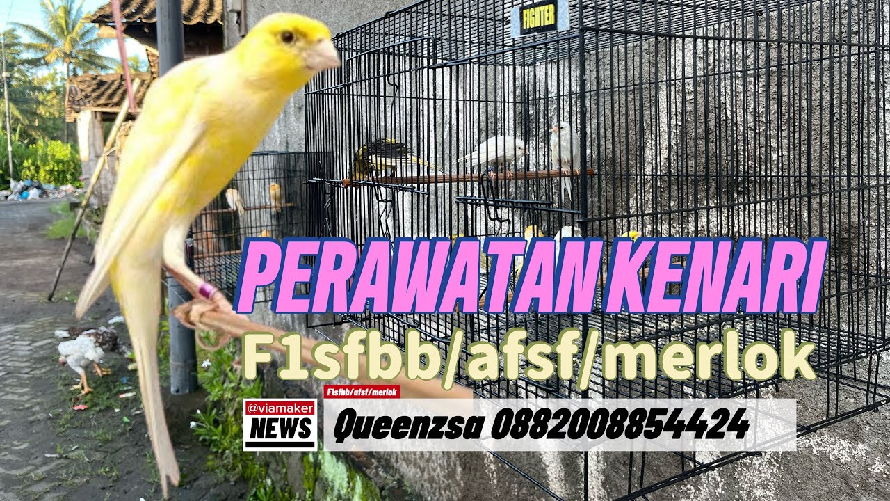 PERAWATAN KENARI DENGAN ATISEPTIK
