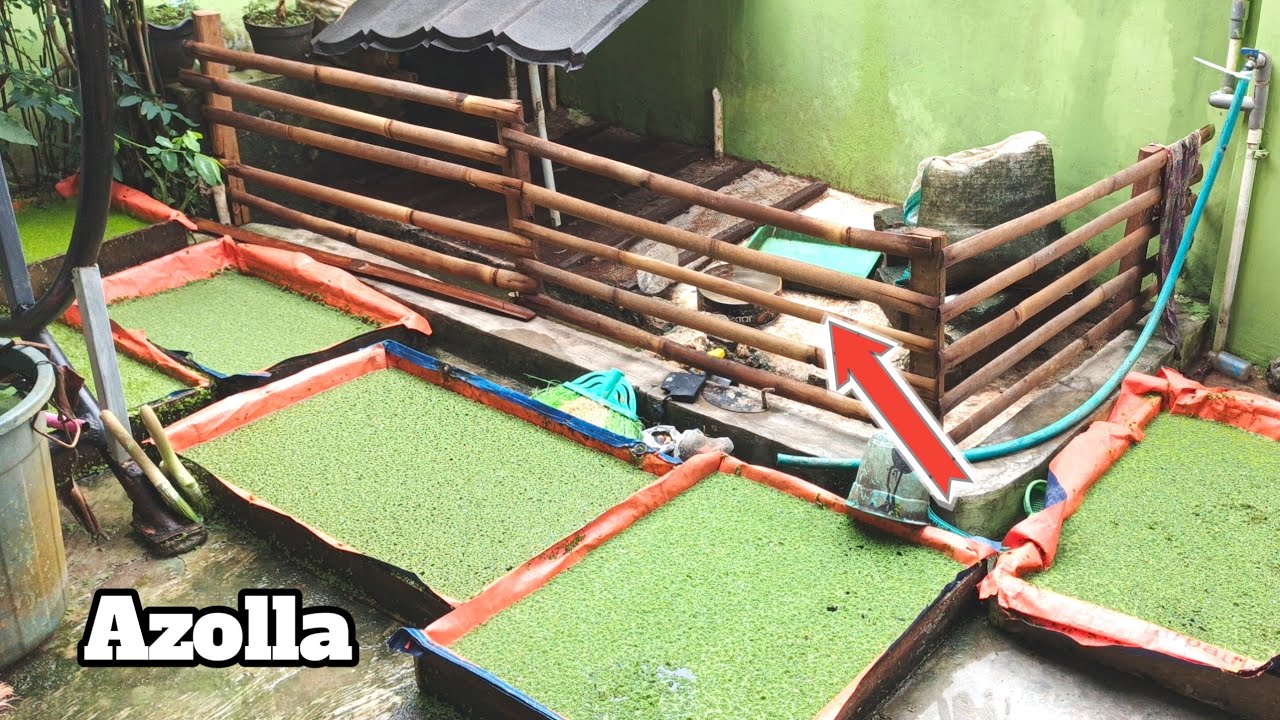 Budidaya Azolla di Kayu Bekas dan Terpal, Nutrisi Langsung Dari Kandang