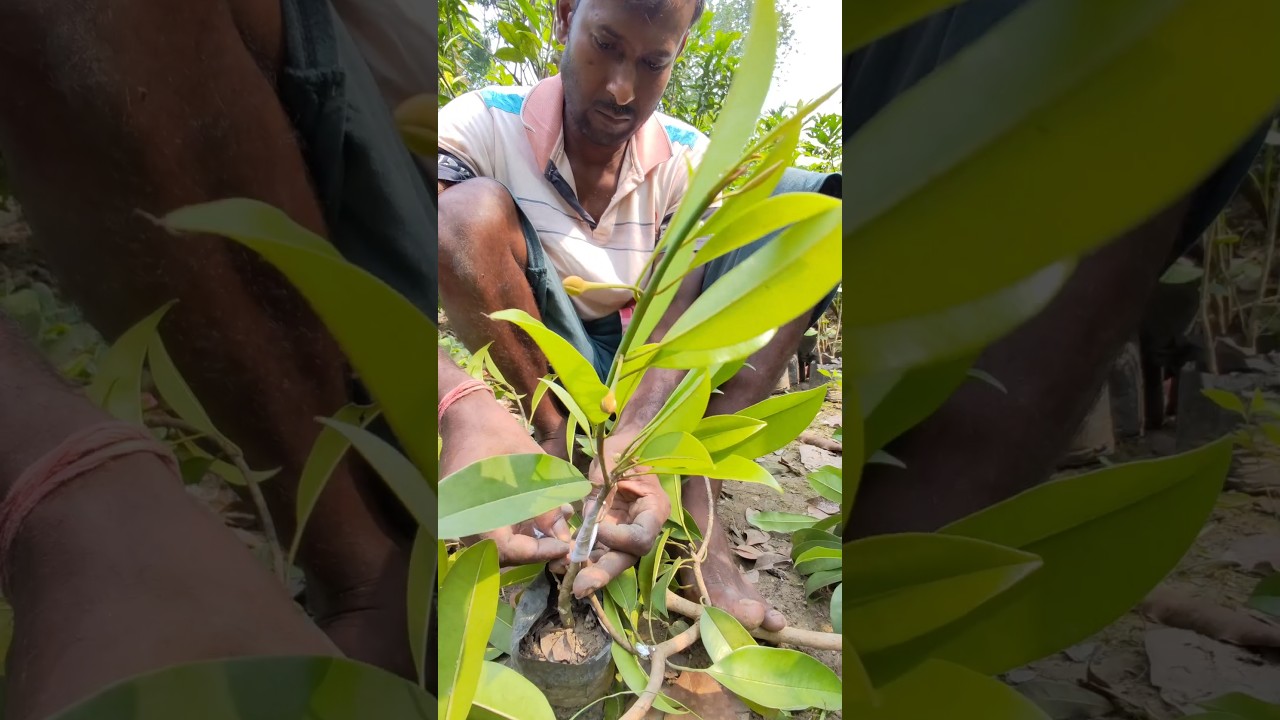 Approach Grafting Method of Sapota (Chiku or Sapodilla) plant #shorts #short #chiku