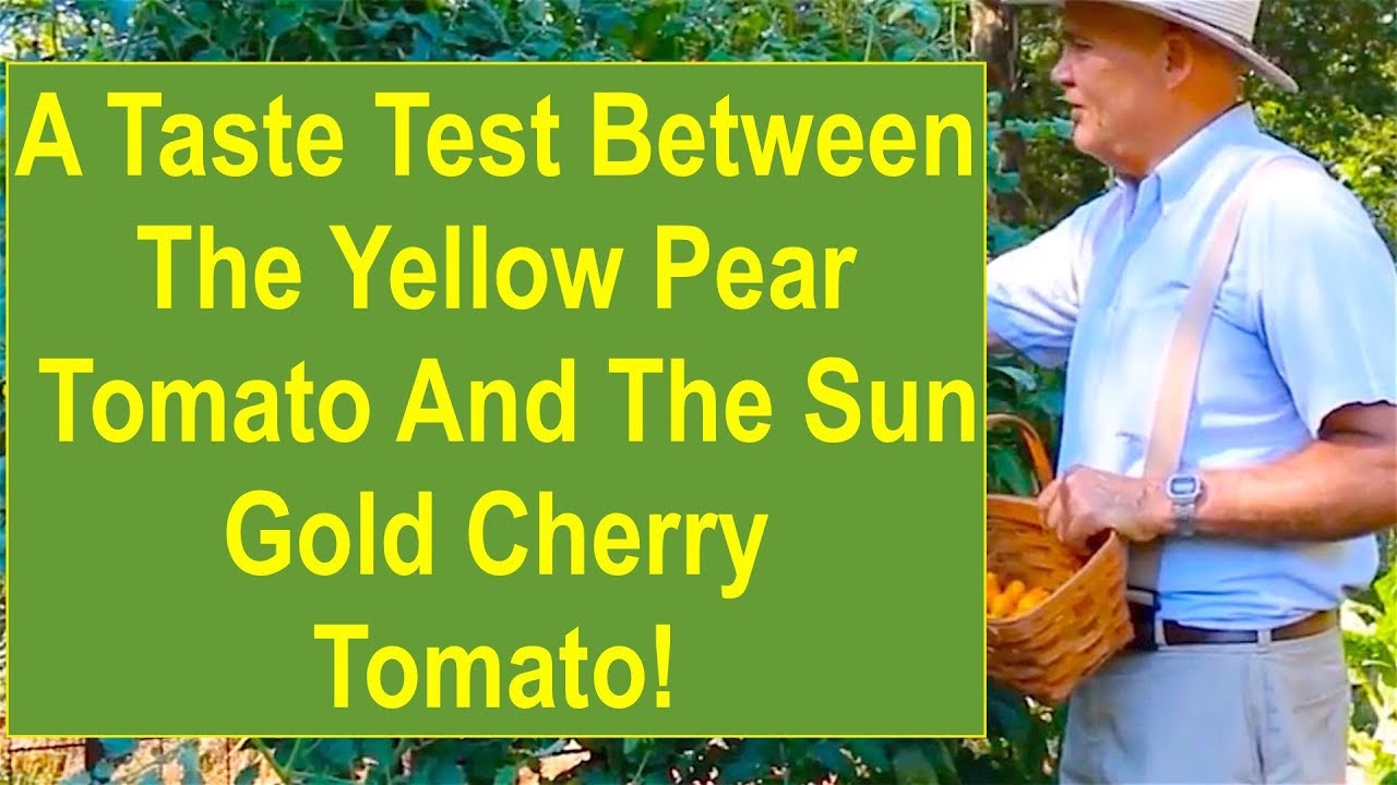 A Taste Test Comparison Between the Yellow Pear Cherry Tomato and the Sun Gold Cherry Tomato