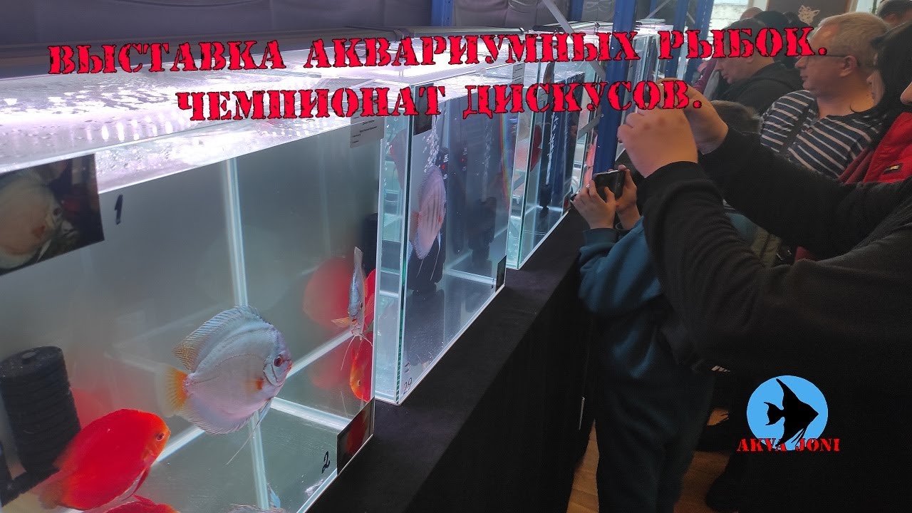 Выставка аквариумных рыбок. Чемпионат дискусов.