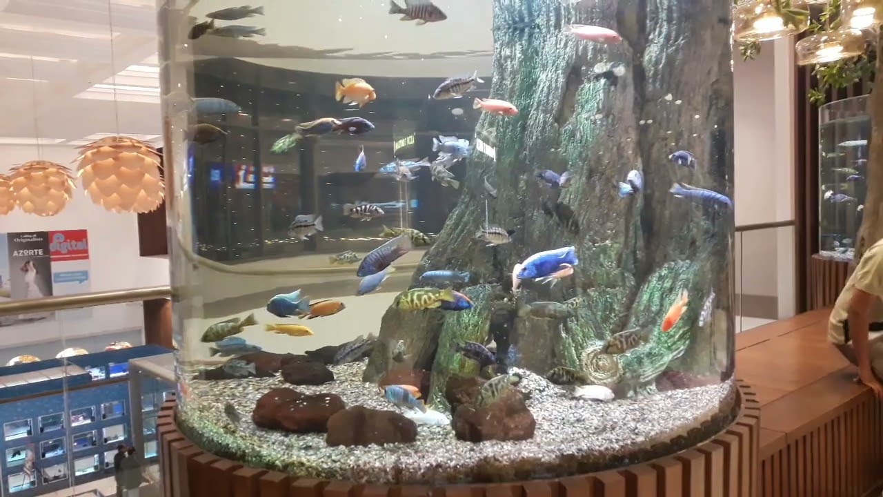 Inside the Reliance The MALL.