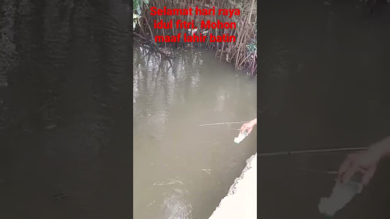 teknik mancing dgn media botol dilubangi atas nya.kasih umpan tepung#mancing ikan gerre#shorts