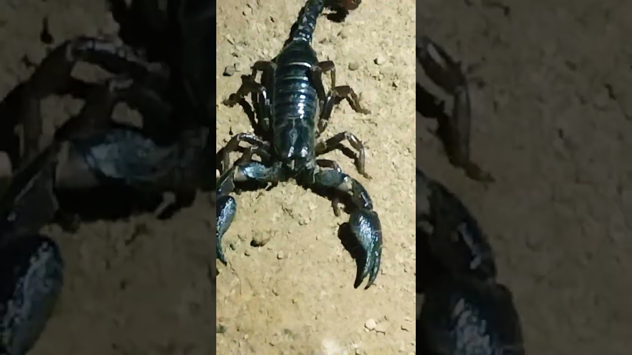 kankada bichha 🦂🦂🦂