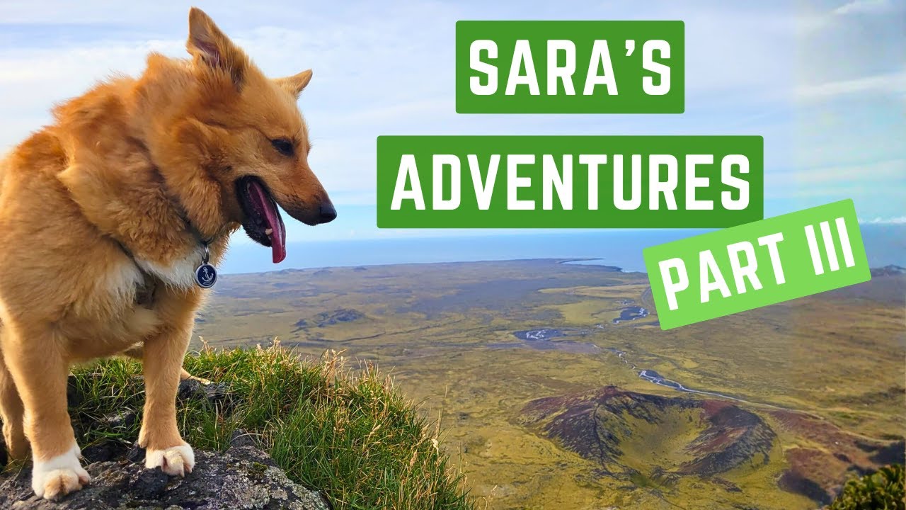 SARA'S ADVENTURES (Part III) - Icelandic Sheepdog Sara