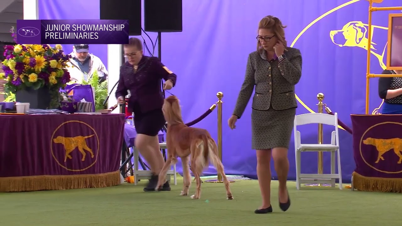 Junior Showmanship Preliminaries | Breed Judging 2024
