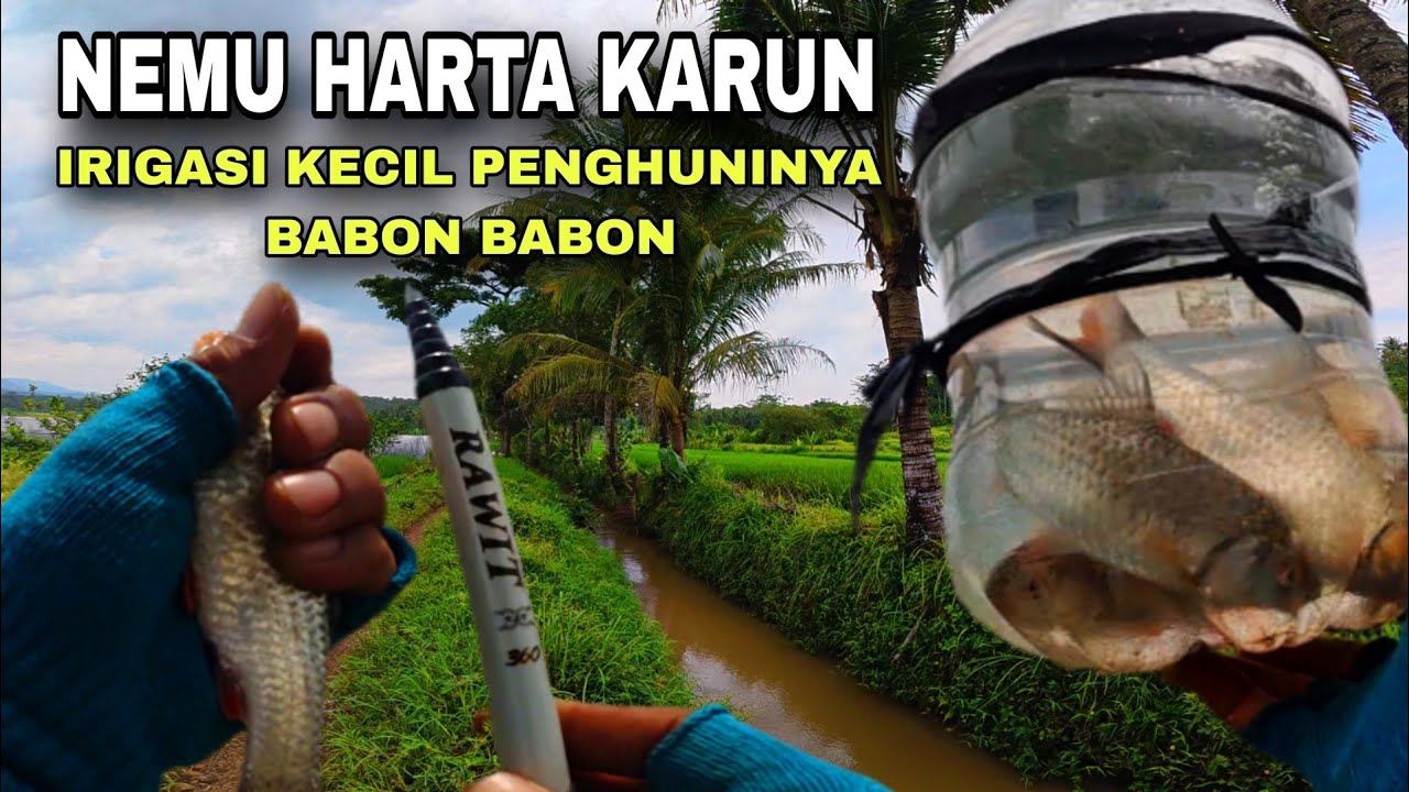 🍃NEMU SPOT IRIGASI KECIL YANG IKANNYA BABON BABON💥mancing derbang umpan roti di Kutoarjo MS-577