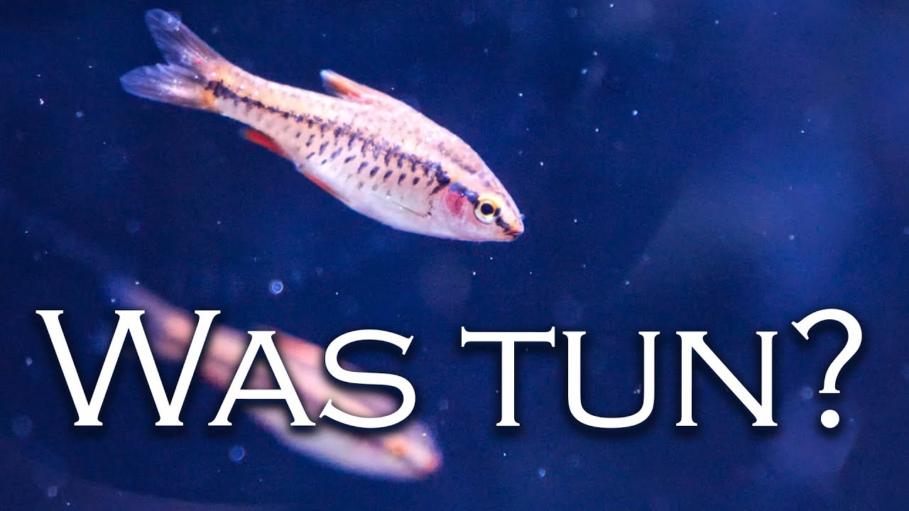Was tun wenn...? - Typische Probleme nach dem Fischeinsatz | Aquado-Zoo Dortmund