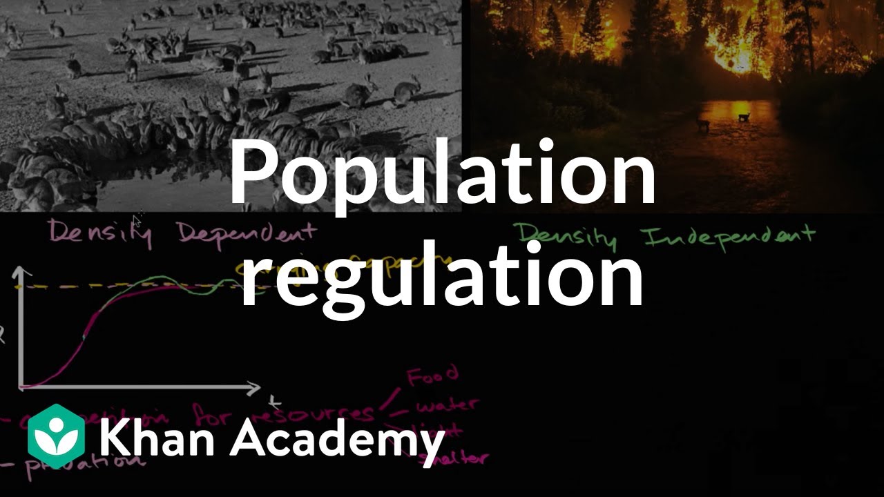 Population regulation | Ecology | Khan Academy