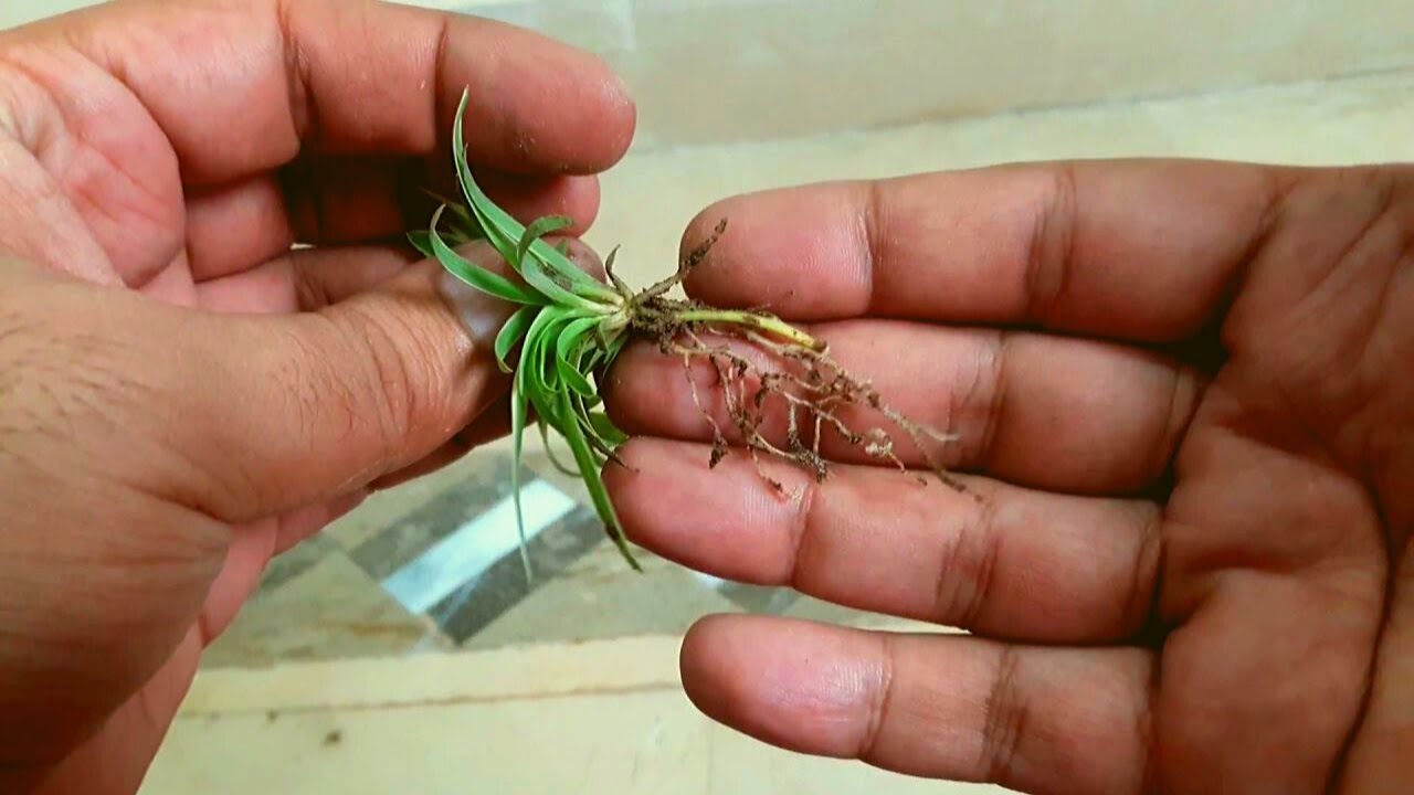 How to Grow Spider Plant from Cuttings