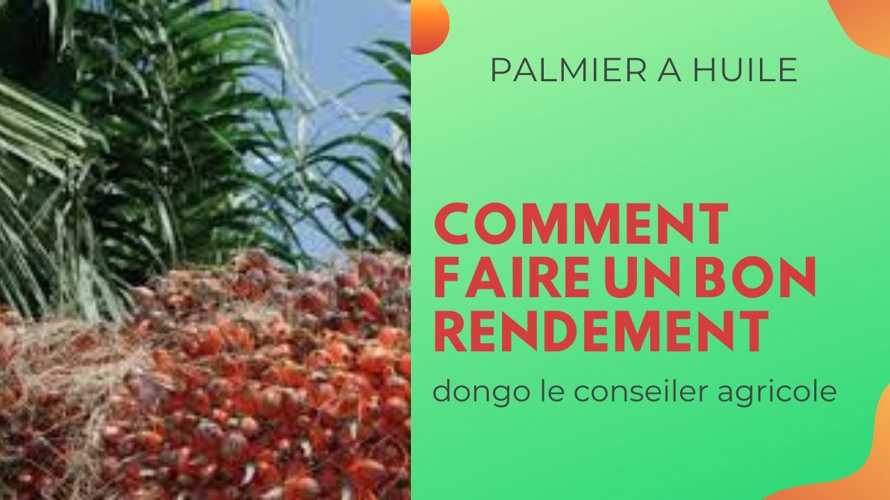 fertilisation du palmier a huile: Pourquoi, comment, et quel est le meilleur engrain utiliser?
