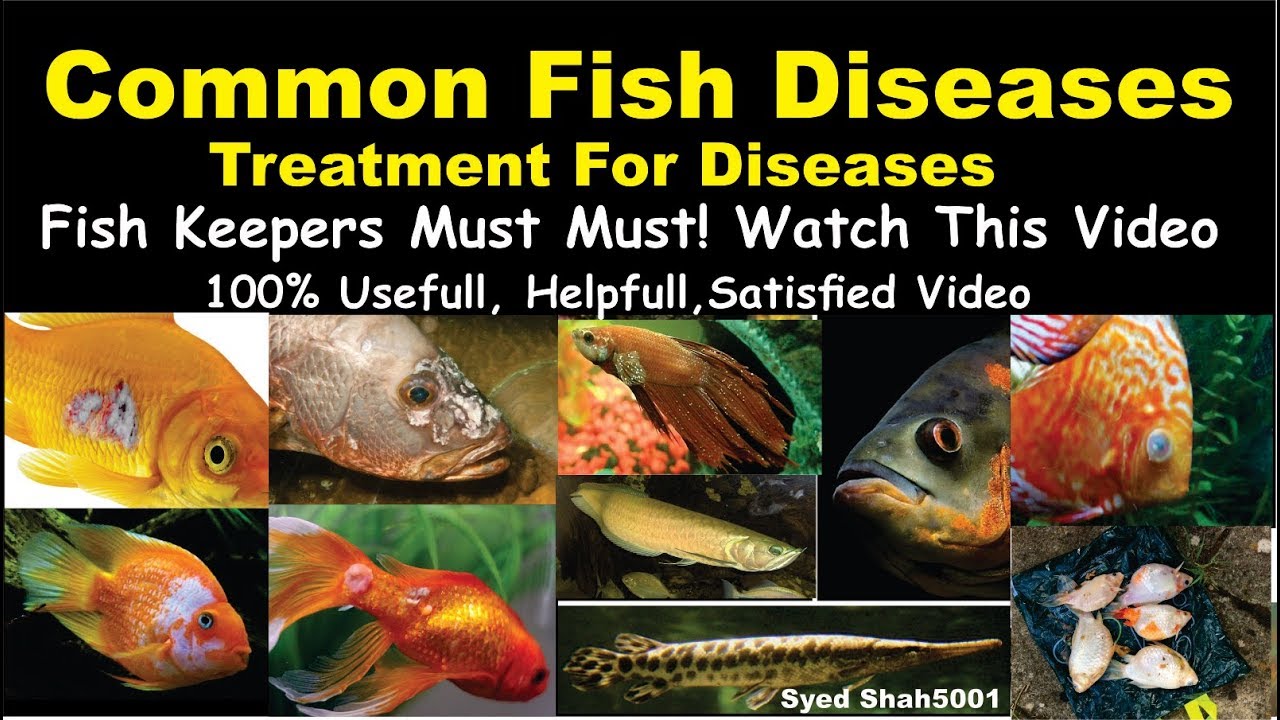 Types of Aquarium fish Disease and Treatment Of Diseases Hindi Urdu with English sub #Fishdisease