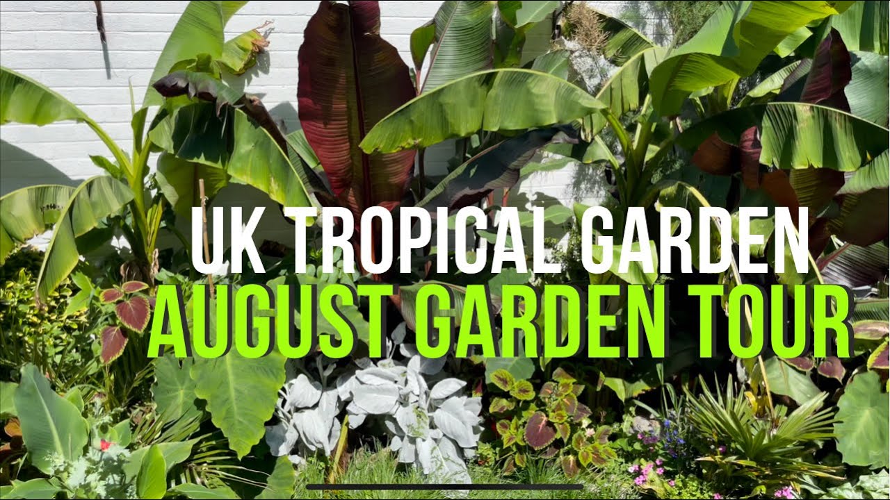 Uk Tropical Garden - Early August Update Tour