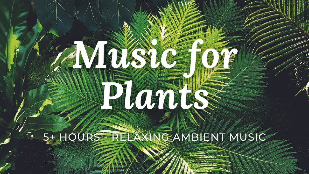 Music for Plants - 5+ hours Relaxing Calm Ambient Music for Happy Plants or Studying and to Chillout