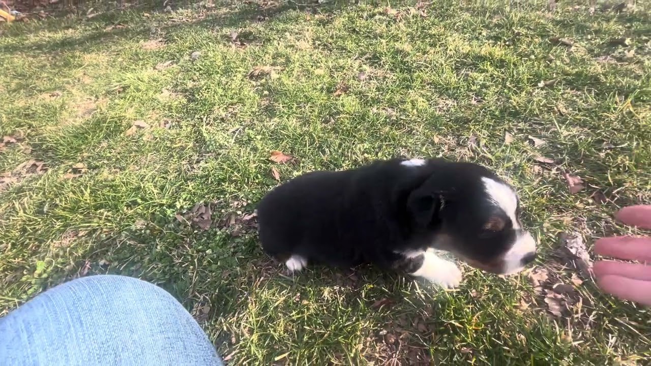 “Ryder” Hattie’s black tri male 