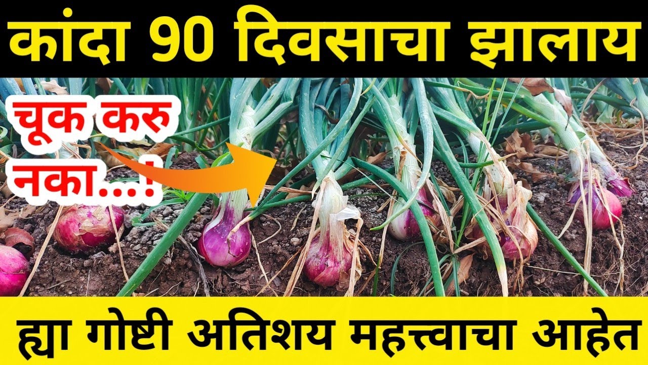कांदा 90 दिवसाचा झालाय फुगण्यासाठी उपाय / कांदा पात उतरण्यासाठी उपाय / Kanda 90 diwasacha zalay