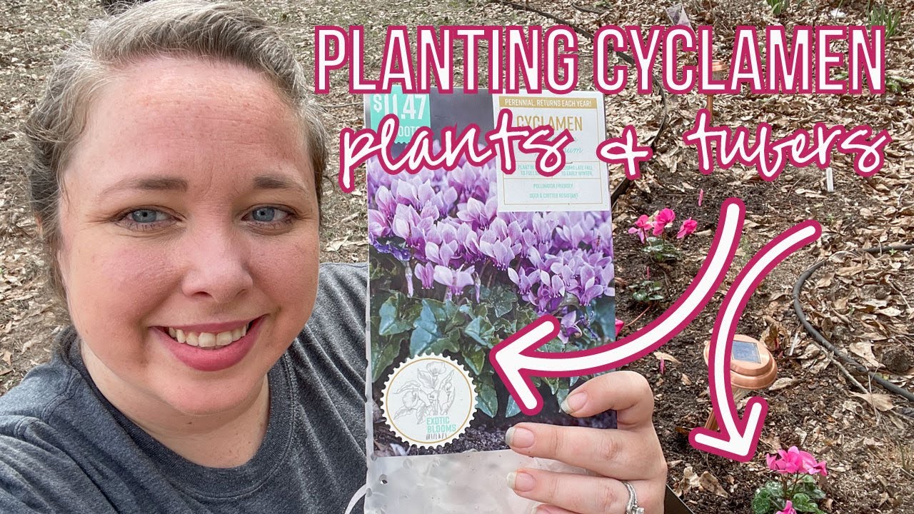 Planting Cyclamen Plants & Tubers (Zone 9b) Adding to the Shade Garden!