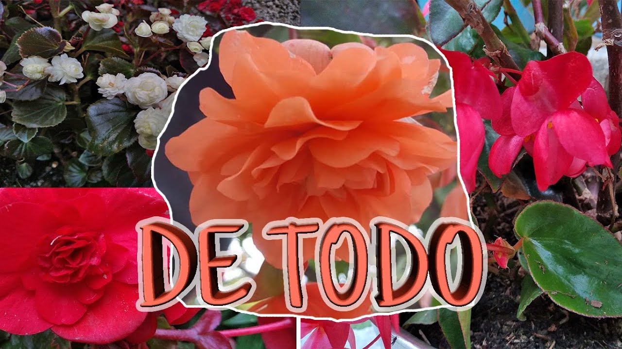 TIPOS DE BEGONIAS | QUINDE