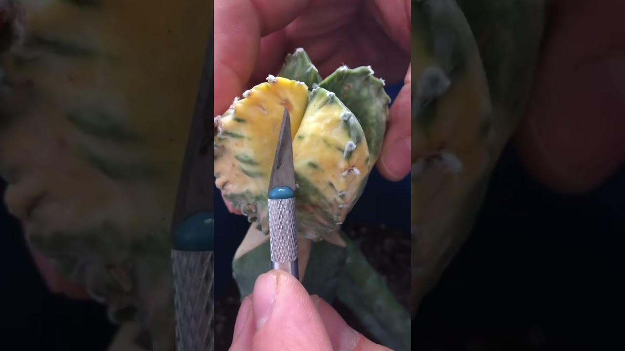 Kaktüslerde Pas Hastalığı / Mantar Hastalığı Ölümcül Bir Hastalık