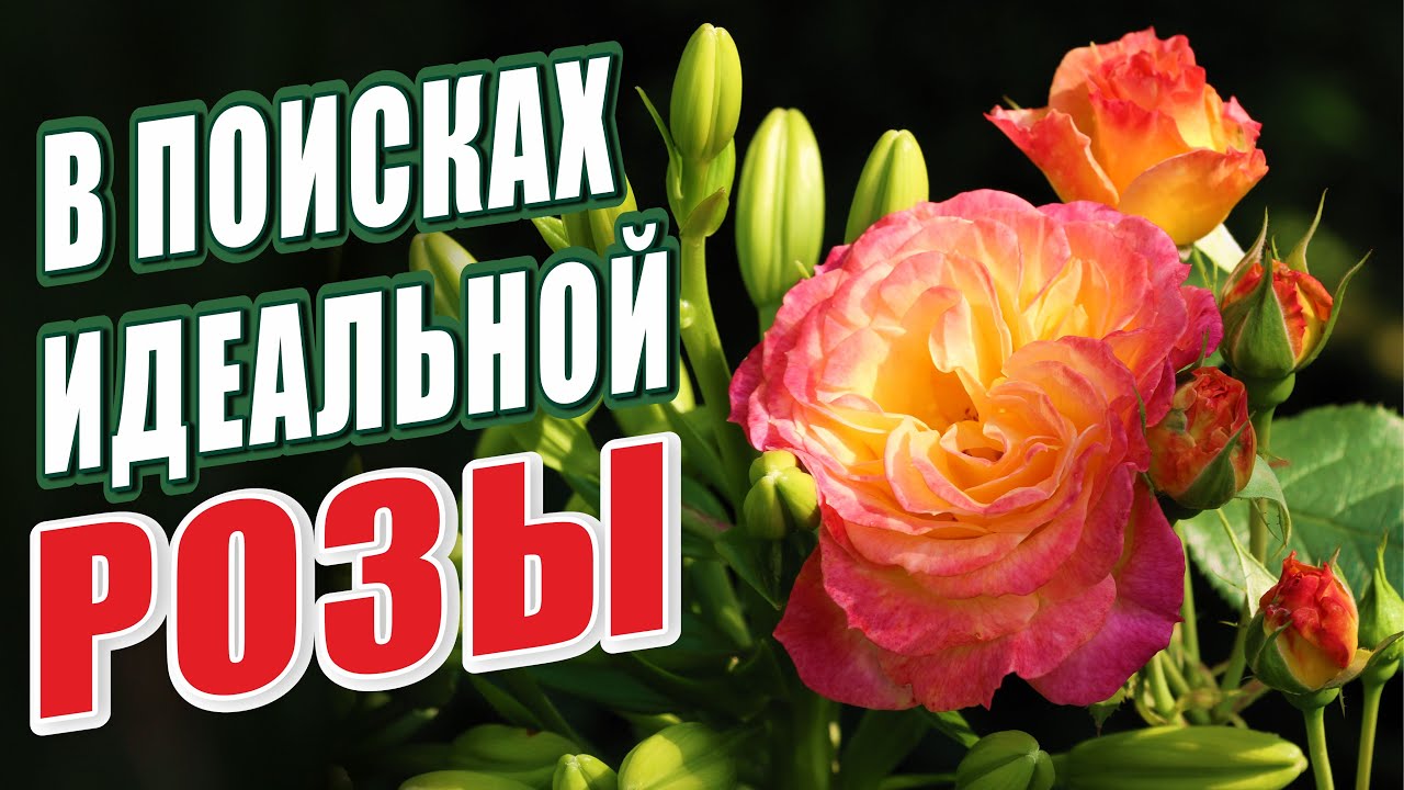 ИДЕАЛЬНЫЕ СОРТА РОЗ. ЛУЧШИЕ СОРТА РОЗ В САДУ. ОБЗОР СОРТОВ РОЗ. РОЗЫ В САДУ.СОРТА РОЗ ДЛЯ ЗАКУПКИ.