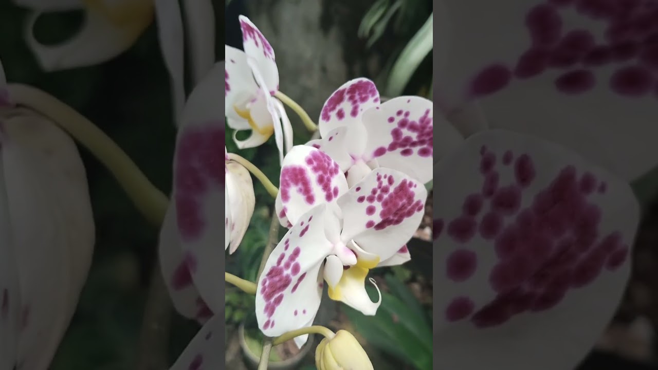 Ikuti Eyang hari ini. Ngapi nyambi Jaga jemuran musim hujan. 