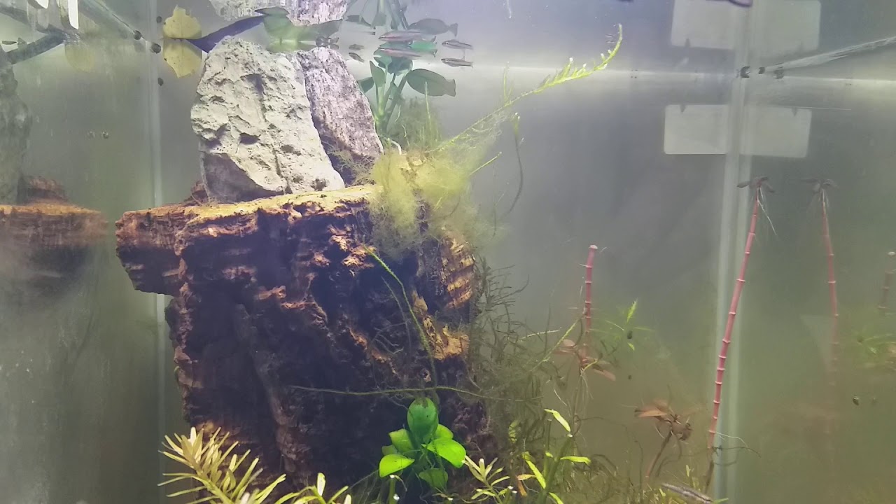 Chromaphyosemion volcanum  - mały proporczykowiec do małego akwarium Aquael ShrimSET #15