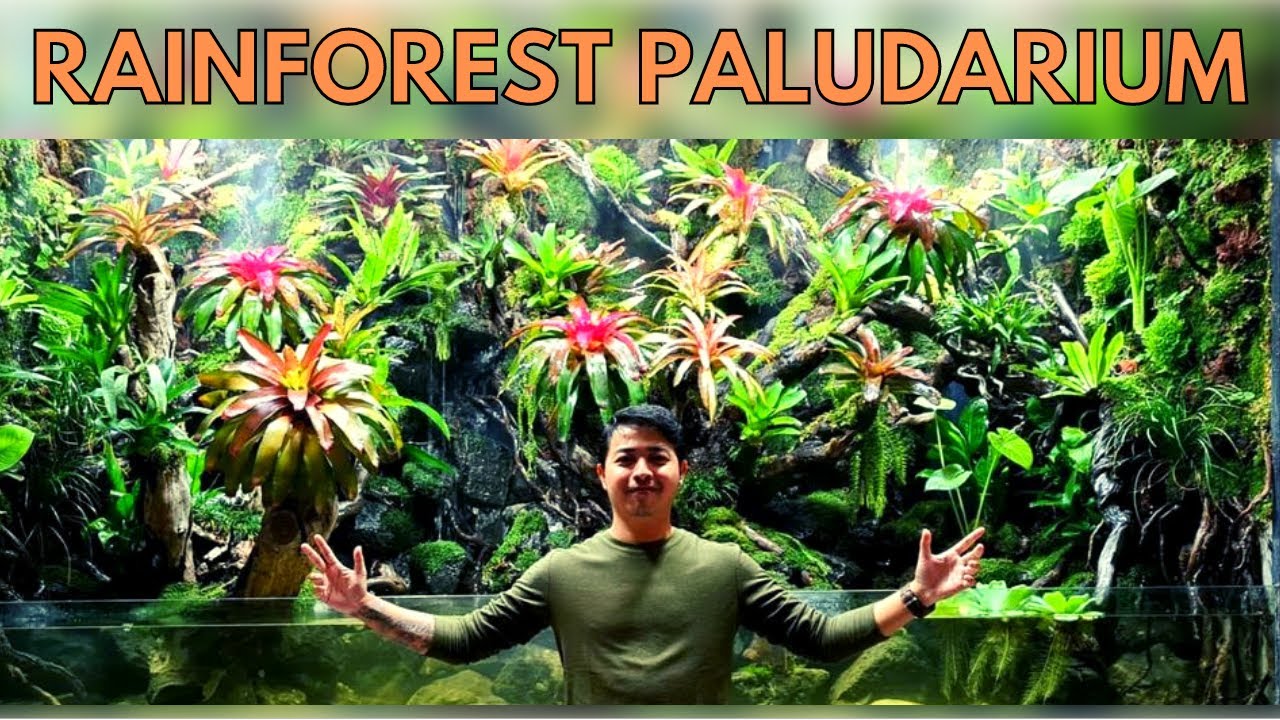 Rainforest Paludarium Pluit Project