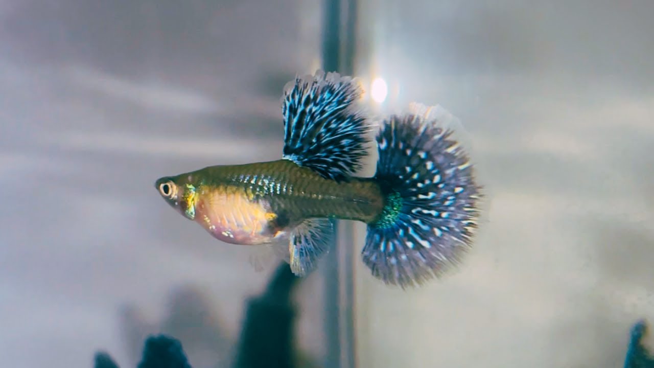 5 SINAIS QUE A FÊMEA DE GUPPY VAI DAR CRIA