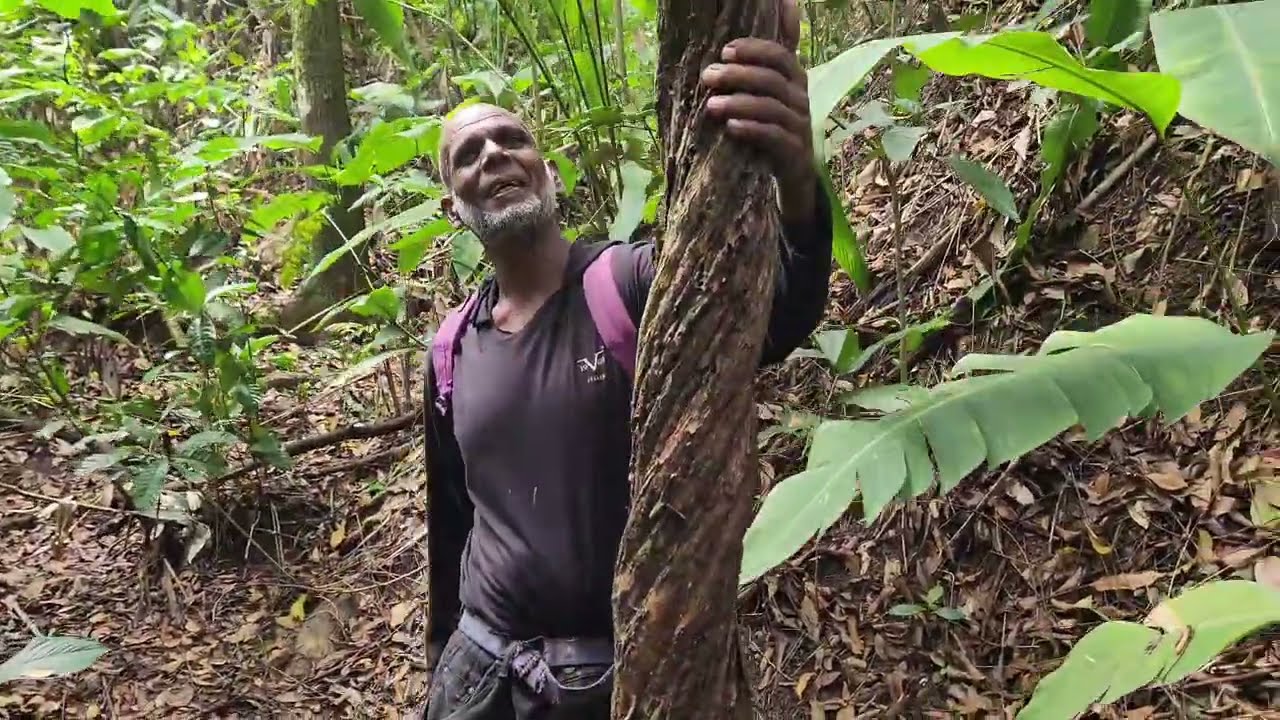 Exploring Saga Lady Spring in Granville Cedros 