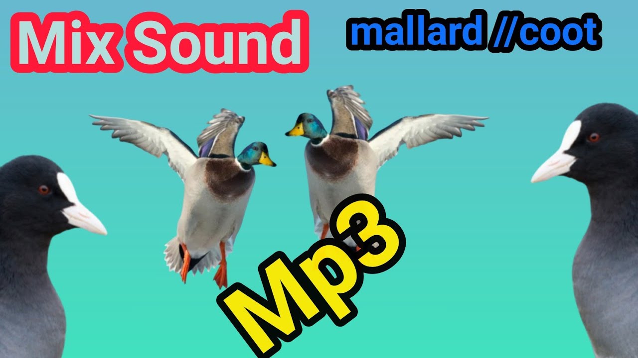 Mallard&Coot Original Hunting Sound// مرغابي کي بهترين بهترين ❤❤❤ آواز