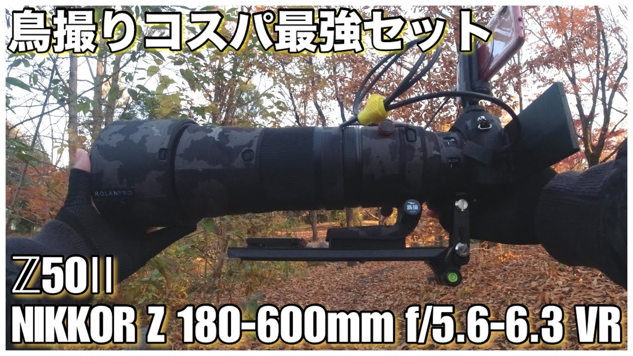 【野鳥撮影】Z50Ⅱで朝練探鳥！コスパ最強セットで！- Z50Ⅱ × NIKKOR Z 180-600mm f/5.6-6.3 VR -