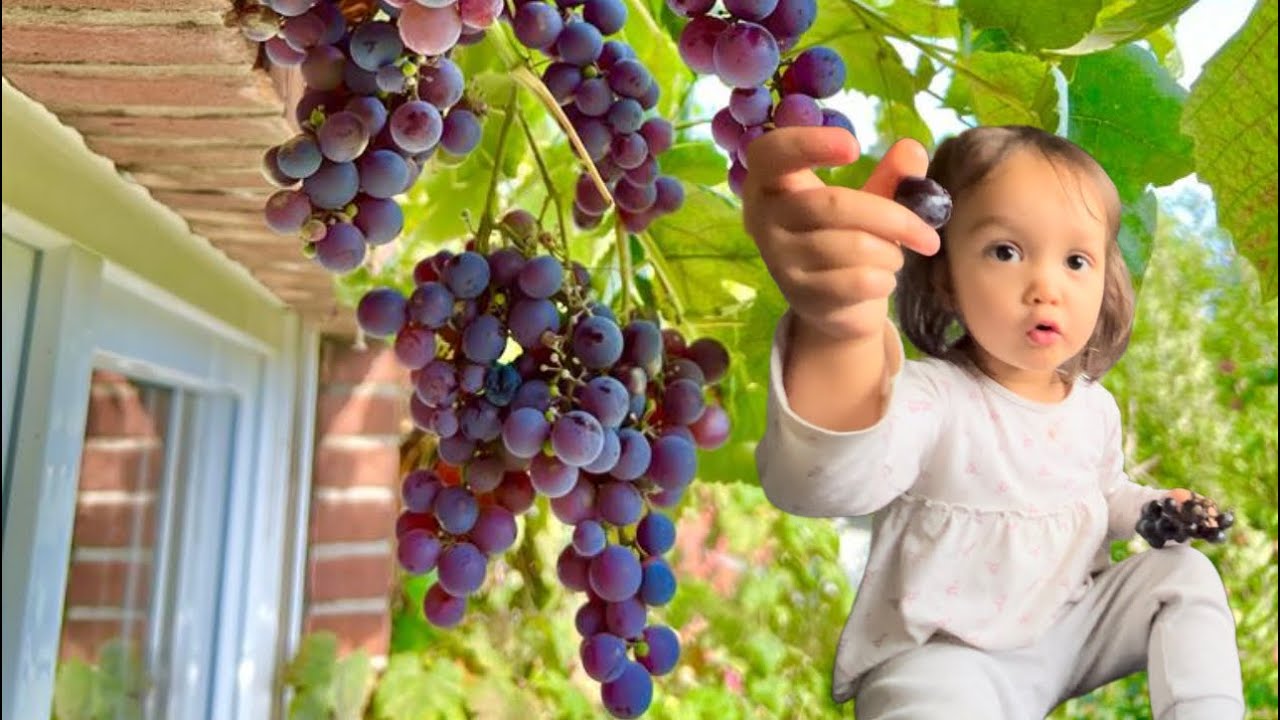 PANEN ANGGUR TERAKHIR | Kalea Mukbang Anggur 🍇