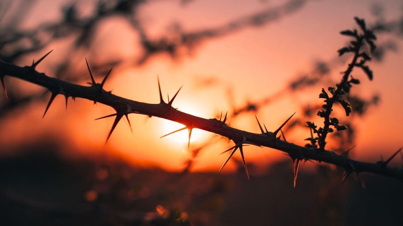 Divine Worship Music | Instrumental Sounds for Prayer, Meditation, and Devotional Peace