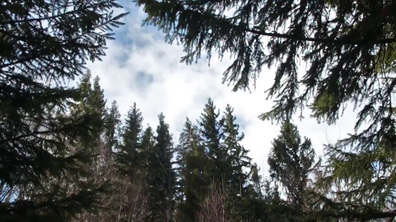 Strong Wind Blowing Through Spruce Forest 1 Hour /  Wind Sound Relaxation