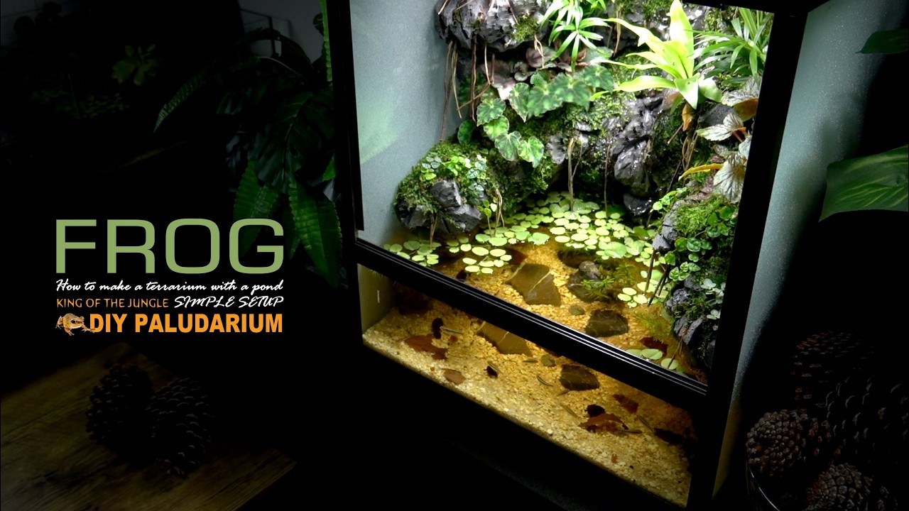 Creating FROG Waterfall Forest Heaven Vivarium l Paludarium