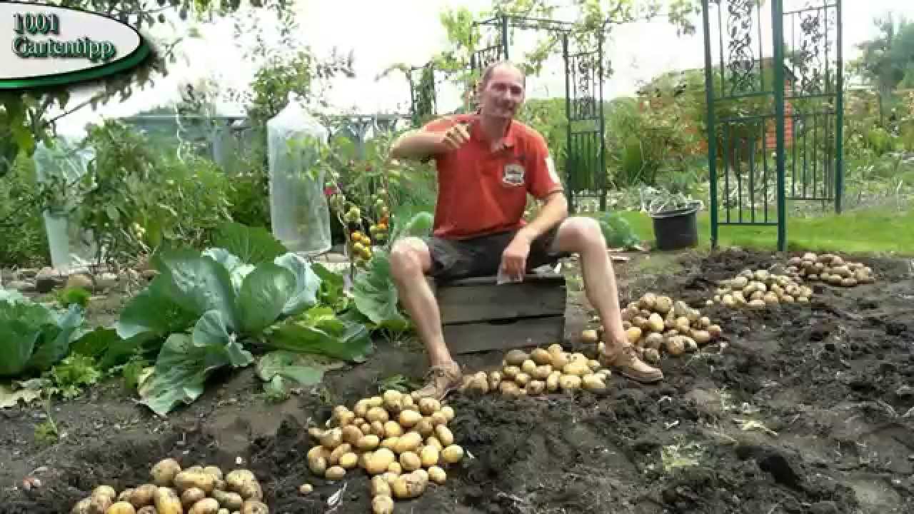 Kartoffeln vorkeimen 