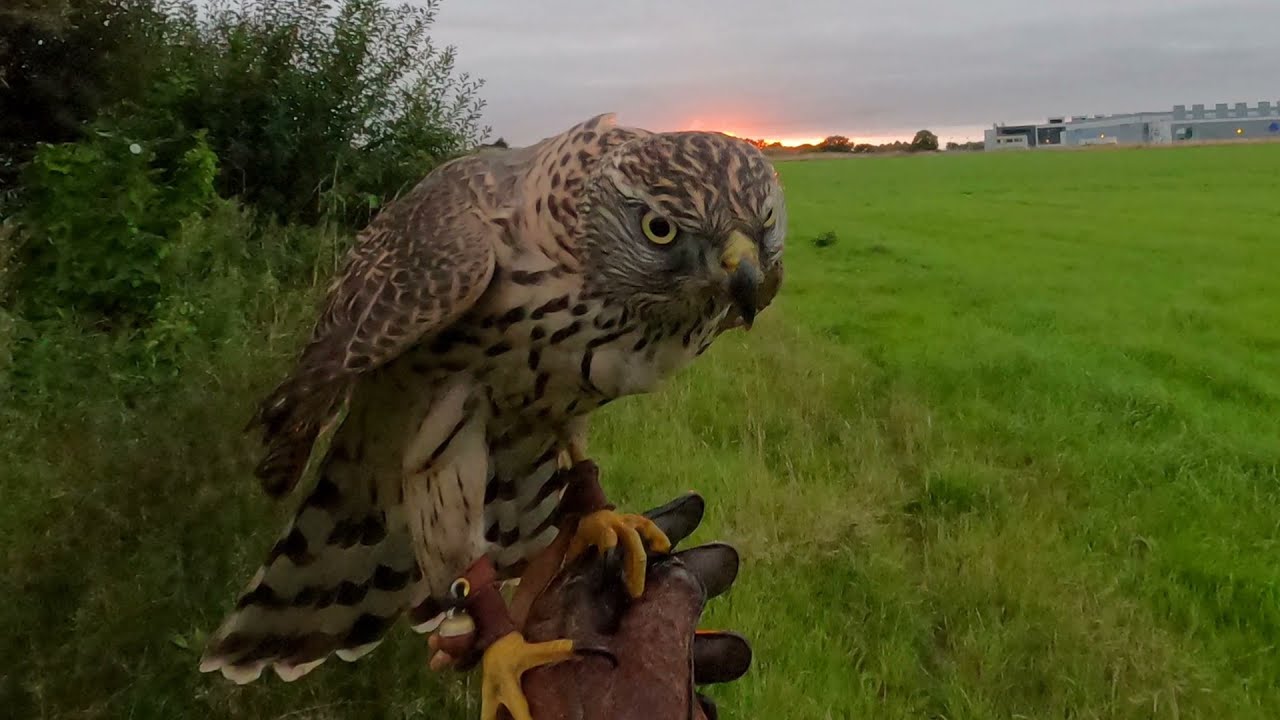 Training young male Goshawk To fly free