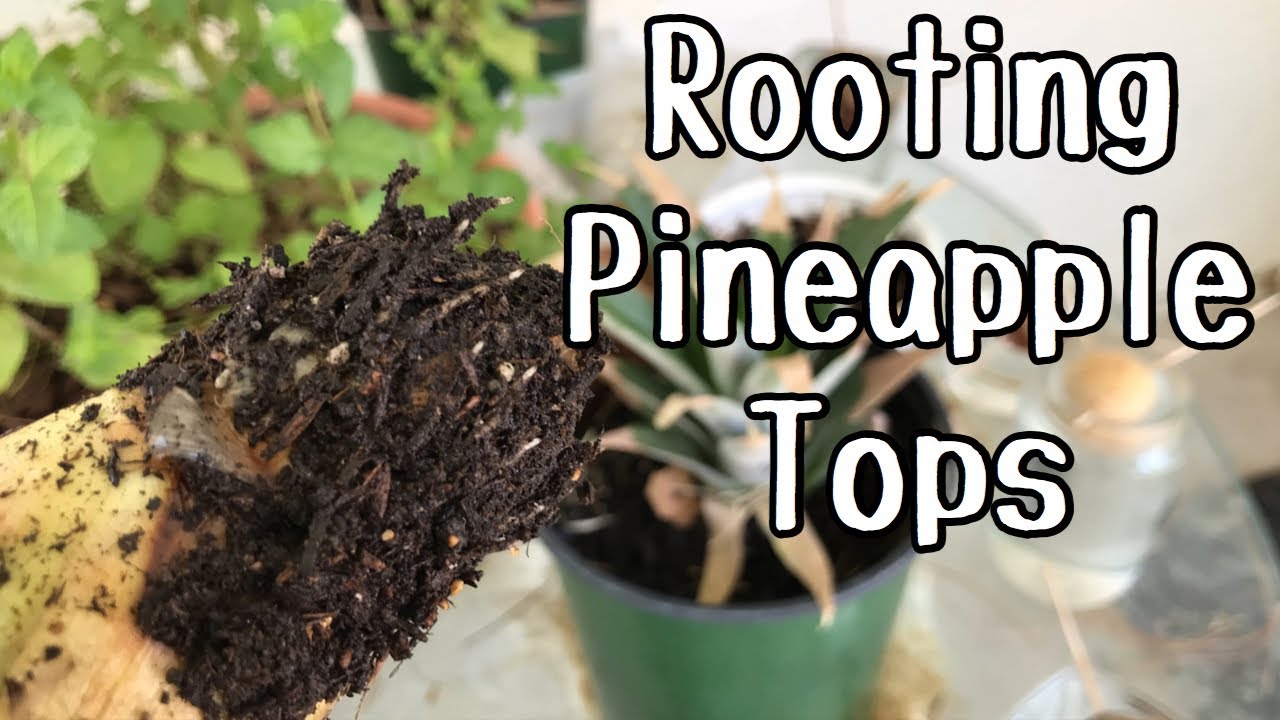 Rooting pineapple tops | Water or Soil?