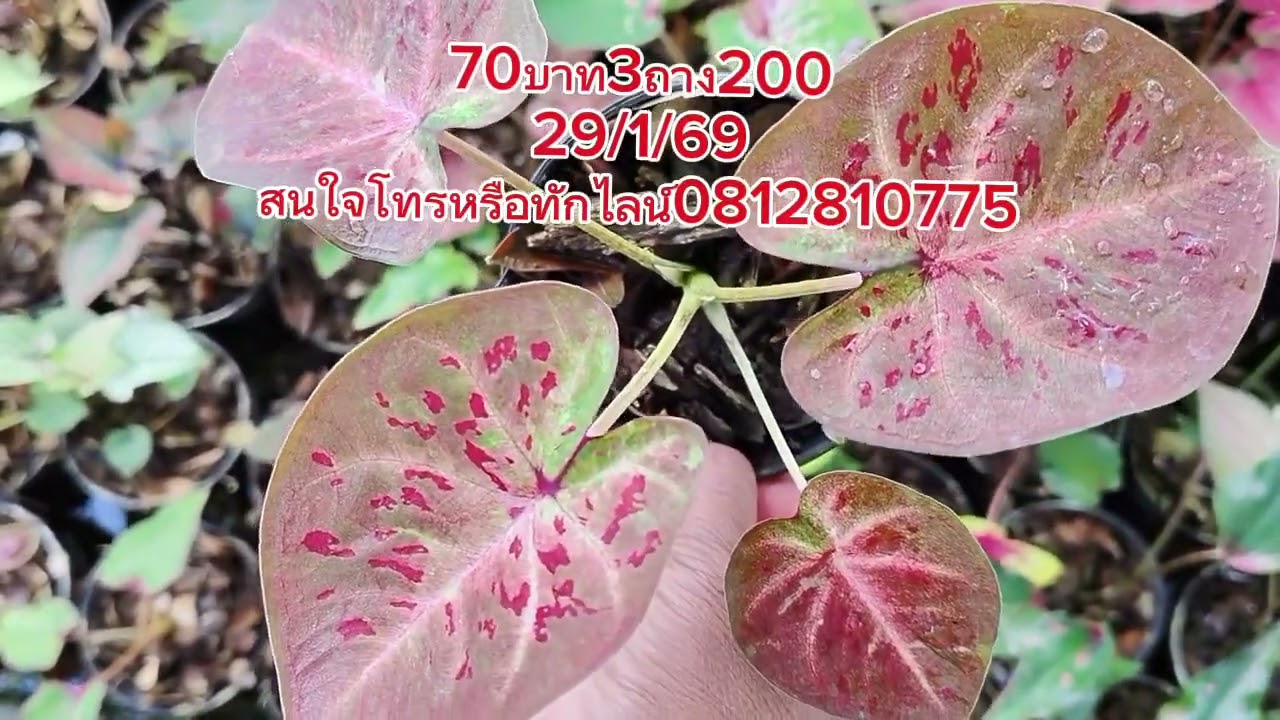 70บาท3ถาง200ค่าส่ง50ปลายทาง+20สนใจทักไลน์หรือโทร0812810775