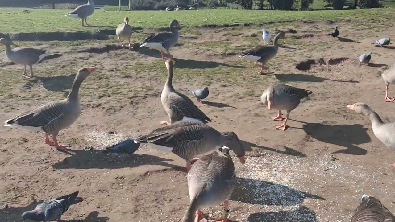 Days out with Guy*Cleethorpes Boating Lake 5th March 2026*