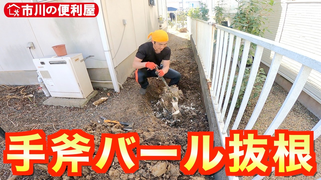 【手斧バール抜根＆整地】お家周り50㎡防草シート施工計画②☘️笹対策に三角ホー登場🎍粘土まみれの切り株抜根⛏️朝１番で恐怖体験🚙千葉県市川市の便利屋！各作業料一覧、お問い合わせ先は概要欄をご覧下さい！