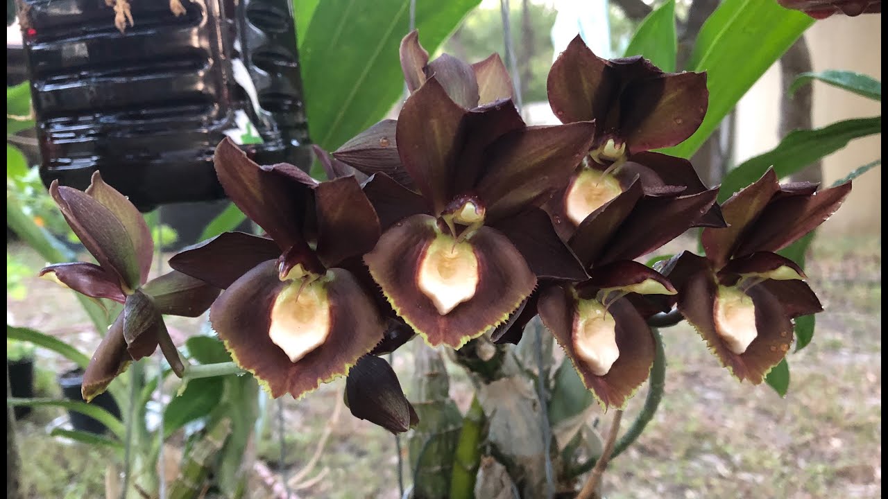 Catasetum Show & Tell