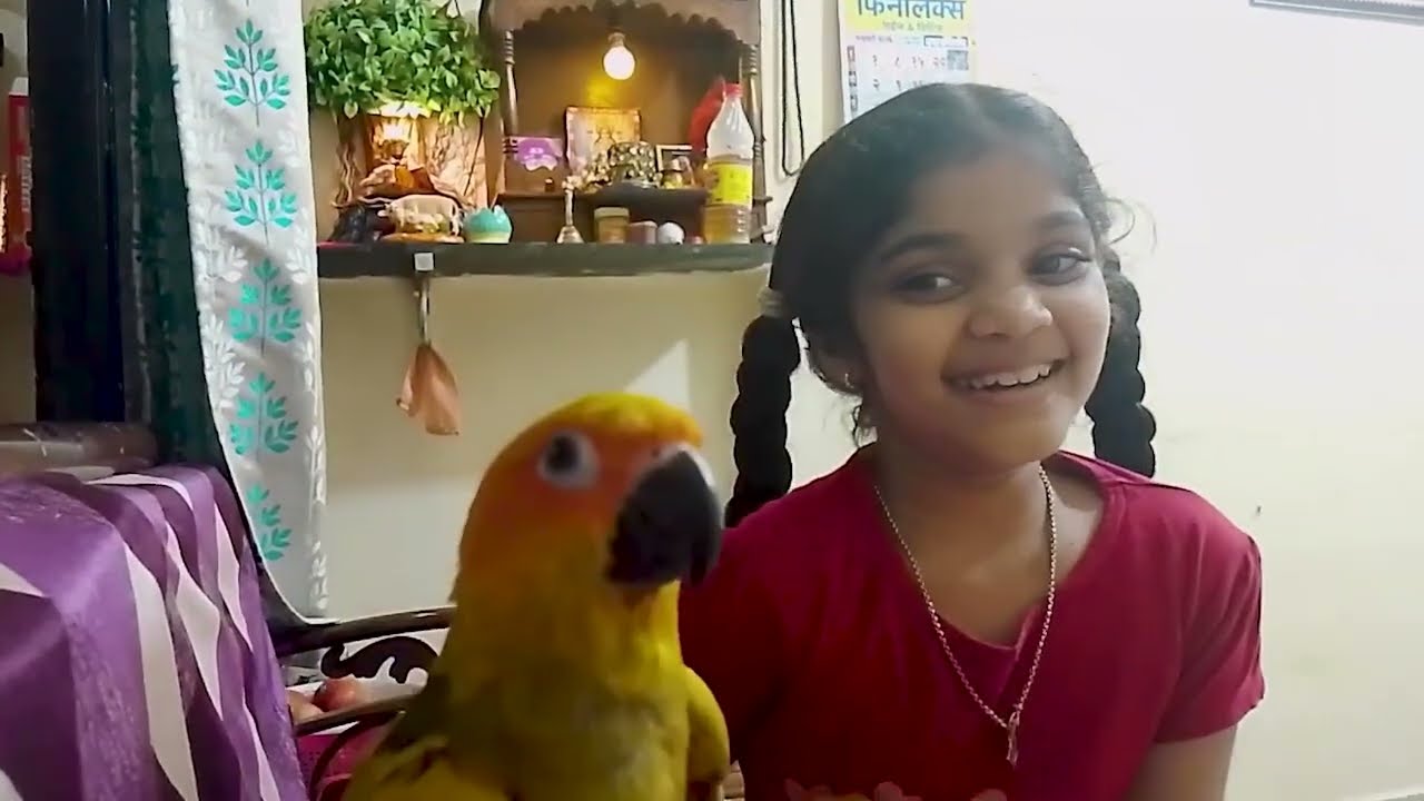 पोपटानी कडला ओवीचा दात?  #indianyoutuber #parrot #birds #sunconure #funny #love #popat #bmw #ai 
