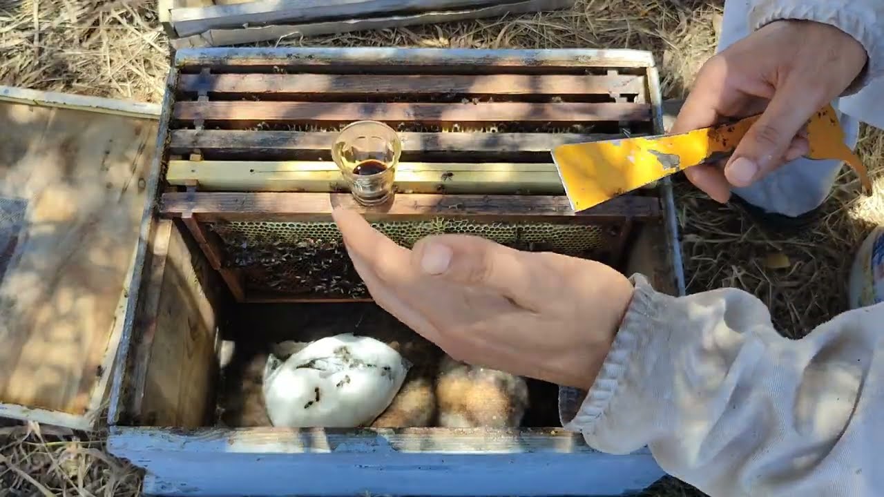 أسباب إنهيار النحل بعد جني العسل 🍯